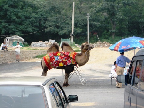 Auch Kamele gibt es in Badaling