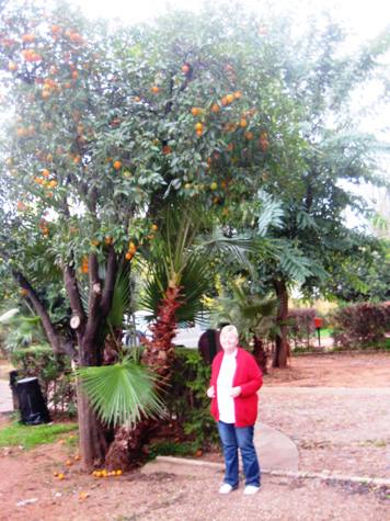 Orangenbaum auf dem Campingplatz Villsom in Spanien