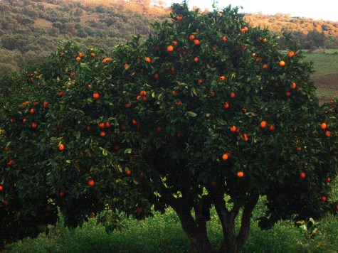 Orangenbaum auf dem Campingplatz Motel-Rif 